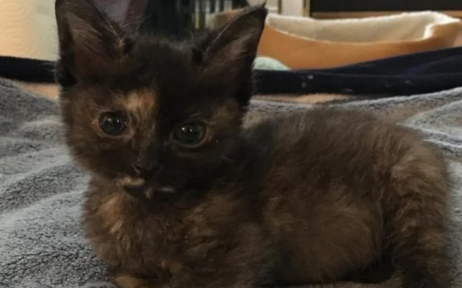 患有先天性疾病小猫数度鬼门关 如今成最萌喵斗士