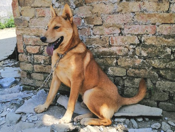 土狗的心理状态真棒，它每日都特高兴，并且看门还尽职尽责_宠界新闻