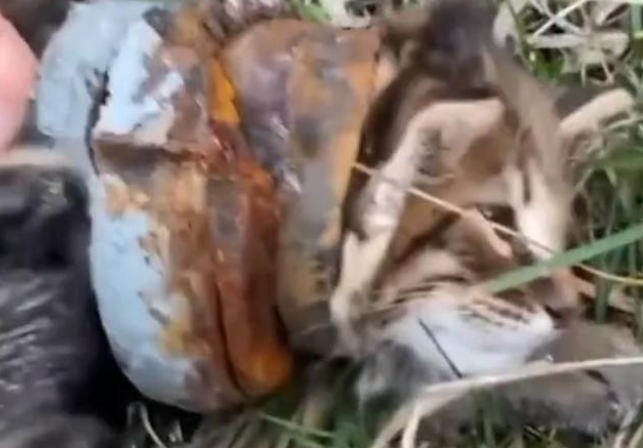 路边的小猫咪被人恶意套住，行动困难的它被好心路人救出