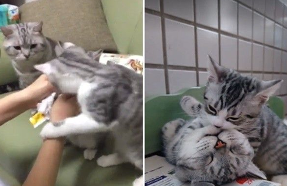 超级奶爸短毛猫 父代母职举脚耐心让女儿喝奶 超级奶爸短毛猫 父代母职举脚耐心让女儿喝奶