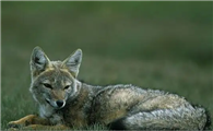 巴拉圭国兽——河狐有两个“有趣的行为”，你知道吗？