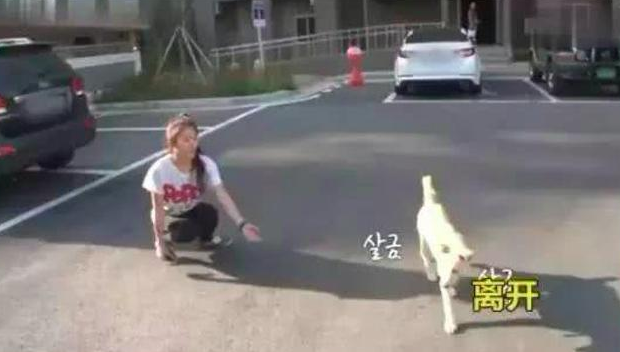 狗狗有间总不回只是坐着地下停车场里,专家建议它有心理障碍,缘故很辛酸 狗狗有间总不回只是坐着地下停车场里,专家建议它有心理障碍,缘故很辛酸