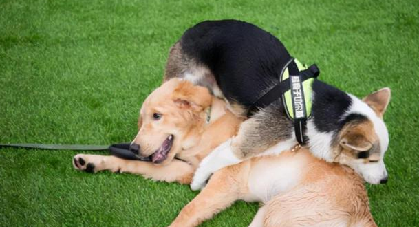 北京老太被未拴绳狗绊倒致瘫痪，家属向犬主索赔260万，法院判了