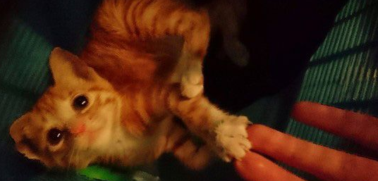 猫生无望阿! 喵咪结扎手术中一脸生无可恋表情超有趣 猫生无望阿! 喵咪结扎手术中一脸生无可恋表情超有趣