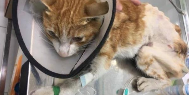皮包骨橘猫被弃路边，好心网友收养，不料几个月后变肥橘