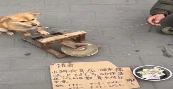 田园犬在街边敲锣卖艺，并且还熟练优化算法，汪：为这一家努力了过多
