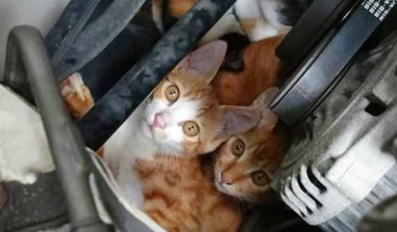 在引擎盖下幸存的小萌猫,被好心人收养后,竟变成这副德行 在引擎盖下幸存的小萌猫,被好心人收养后,竟变成这副德行