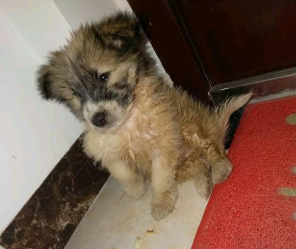 流浪犬被抛弃在公园，女生要想收留，盆友：小土狗，丢面子