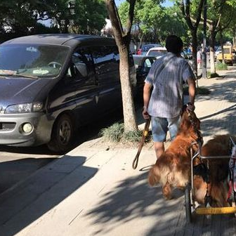 年龄接近80岁的老人每天坚持带因中风导致后腿瘫痪的狗狗出去散步 年龄接近80岁的老人每天坚持带因中风导致后腿瘫痪的狗狗出去散步