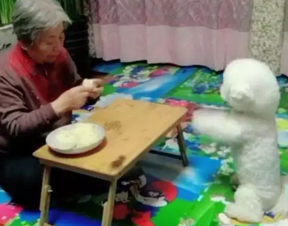 小比熊以便讨点吃的,对着奶奶一直作揖,真是太可爱了! 小比熊以便讨点吃的,对着奶奶一直作揖,真是太可爱了!