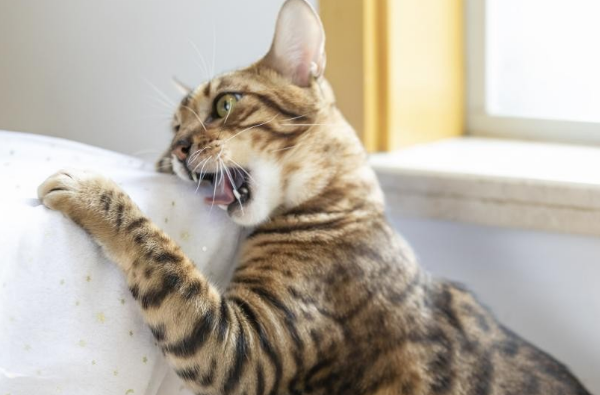 猫跳蚤怎么除?实力之选博来恩 猫跳蚤怎么除?实力之选博来恩