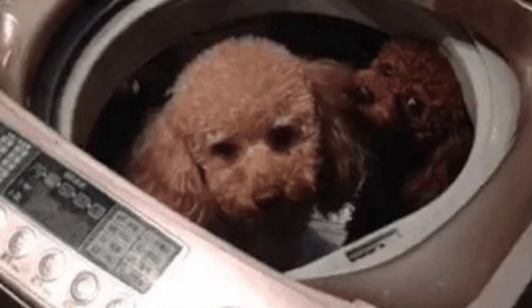 狗狗太臭不喜欢冼澡，主人气得将它丢进洗衣机里，狗儿一瞬间懵圈了