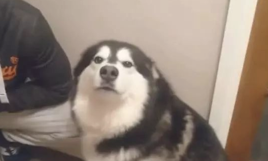 阿拉斯加:“不听不听,王八念经!” 阿拉斯加:“不听不听,王八念经!”