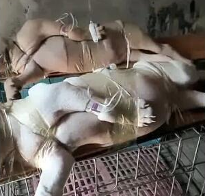 主人家给狗那样打吊针，满身用胶布紧缠，狗狗一脸心力憔悴令人笑喷