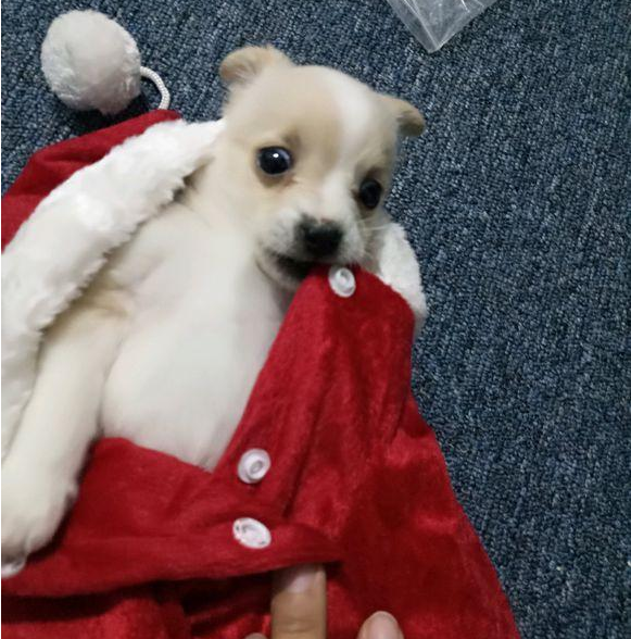 女孩一时盛行把捡到的流浪犬带回家,养二天后殊不知又偷偷丢在大街 女孩一时盛行把捡到的流浪犬带回家,养二天后殊不知又偷偷丢在大街