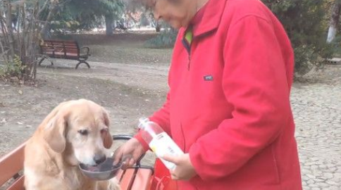 11岁老黄金猎犬不知爷爷过世 每天到公园等爷爷 11岁老黄金猎犬不知爷爷过世 每天到公园等爷爷