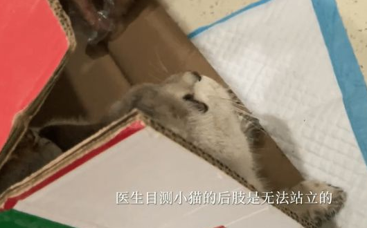 路边遇到一只被虐待遗弃的猫,女孩做了这件事,全网都看哭了! 路边遇到一只被虐待遗弃的猫,女孩做了这件事,全网都看哭了!