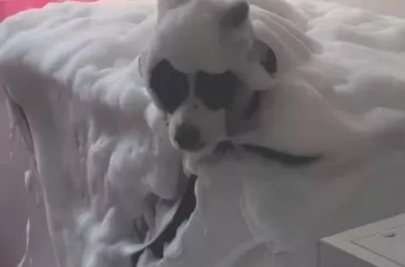 主人家给狗狗泡澡，想不到放的香波过多，画面让人惨不忍睹