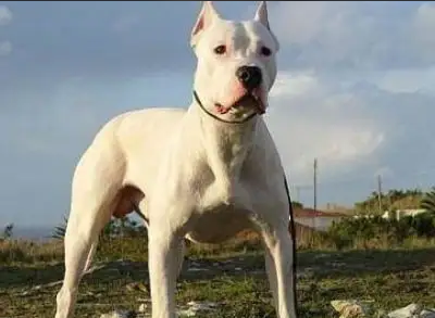 家有杜高犬,这些东西要远离! 家有杜高犬,这些东西要远离!
