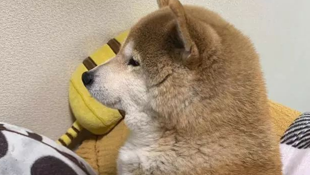 15岁柴犬躺在主人怀中入眠,如同回到最初,睡相非常讨人喜欢 15岁柴犬躺在主人怀中入眠,如同回到最初,睡相非常讨人喜欢