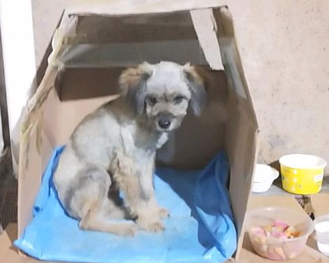 小流浪狗瘦骨嶙峋，徘徊在大门口只求寻个好人家，女生一瞬间优柔寡断了
