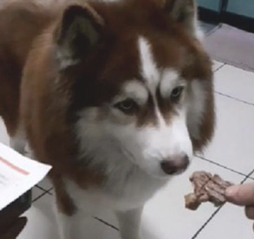 给阿拉斯加一片肉它不吃，给蔬菜水果却吃得回味无穷，素食主义狗？
