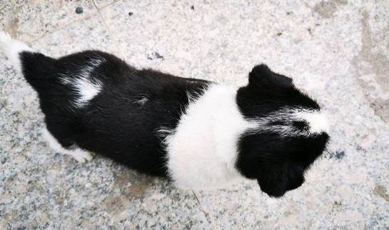 女生捡到只流浪犬，二天后又丢在街角，男孩儿抱住后却乐得呲牙咧嘴