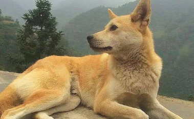 土狗每日陪老人种地, 许多人竞价2000元买狗, 老人: 看家狗我不会卖! 土狗每日陪老人种地, 许多人竞价2000元买狗, 老人: 看家狗我不会卖!