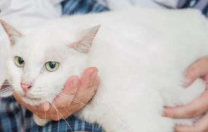 流浪猫蹲在店门口,女孩只是过去打招呼,却被猫咪“坑了”一辈子 流浪猫蹲在店门口,女孩只是过去打招呼,却被猫咪“坑了”一辈子