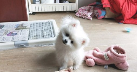 网友被博美看不上了,家中那么乱都不收拾,狗:还比不上个狗窝 网友被博美看不上了,家中那么乱都不收拾,狗:还比不上个狗窝