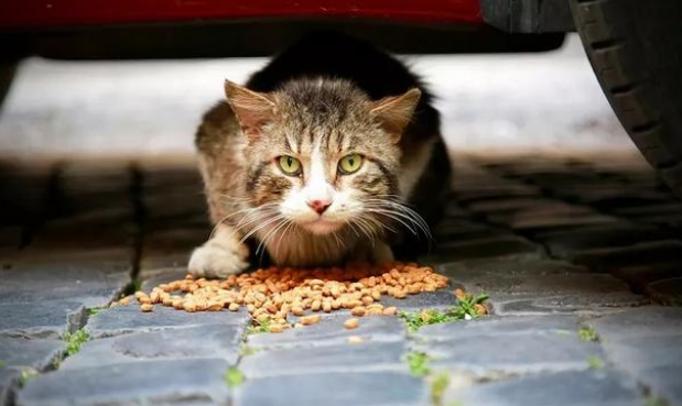 猫咪徒步20公里，只为回到主人身边，没想到换来的却是安乐死！