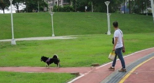 主人家遛狗不拴绳，大黑狗咬到隔壁邻居养的拉布拉多犬，仍然逍遥法外