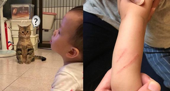 让本宫替你管教管教!喵皇霸气送弟弟一记猫拳