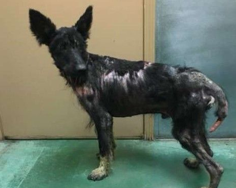 加州路边有只怪物？原来是一只受伤的德国狼犬