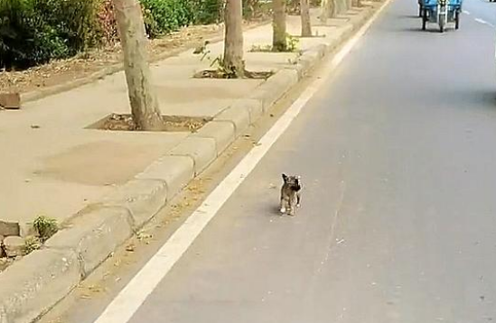 野外偶遇流浪狗，一路追车2公里，怎么甩都甩不掉，狗：带我走吧