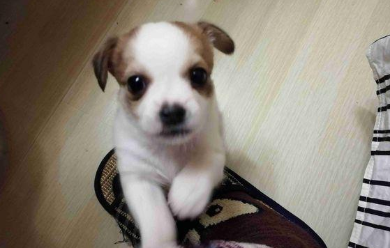 道上差点儿撞倒只流浪犬，狗狗吓坏了趴土里不起來，女生这下无语了