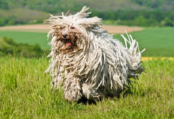 憨态可掬的可蒙犬,眼屎太多怎么办?