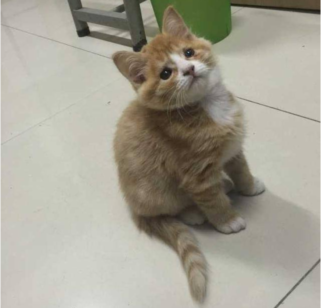 四个汉子在大学生宿舍内，救活了一只刚出生的小猫咪！