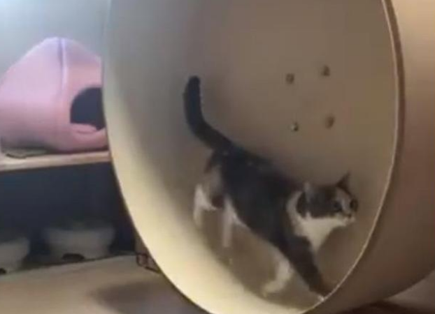 肥猫懒散瘫倒在地身后小猫奋力运动,网友:那只肥猫不就是我吗 肥猫懒散瘫倒在地身后小猫奋力运动,网友:那只肥猫不就是我吗