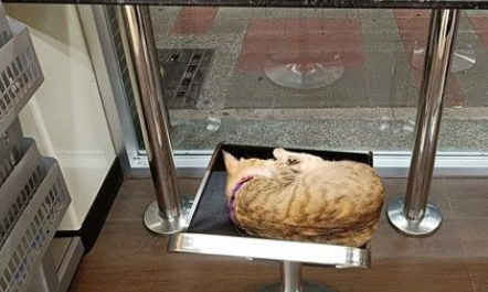 超商突然出现可爱的猫 每晚回来等待弃养它的主人