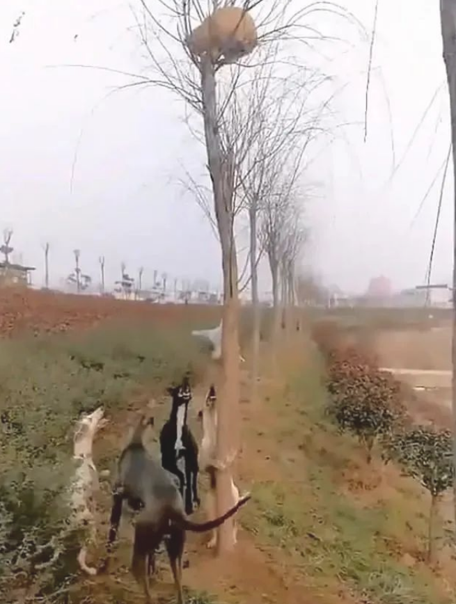 4只狗围堵1只躲在树枝的猫咪,白狗当场学爬树,丢狗脸了 4只狗围堵1只躲在树枝的猫咪,白狗当场学爬树,丢狗脸了