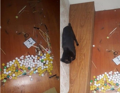 猫咪百香果爱收藏 一大堆瓶盖正在被集齐