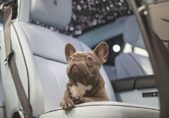 斗牛犬仅一岁便开豪车、戴名表，拥有数亿家产，堪称狗生赢家