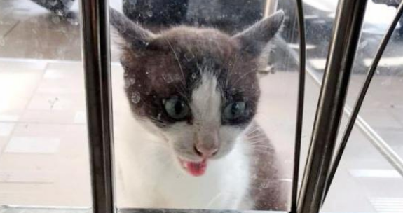 一年前喂过的小公猫,竟拖家带口找上门:喂过我就要负责! 一年前喂过的小公猫,竟拖家带口找上门:喂过我就要负责!