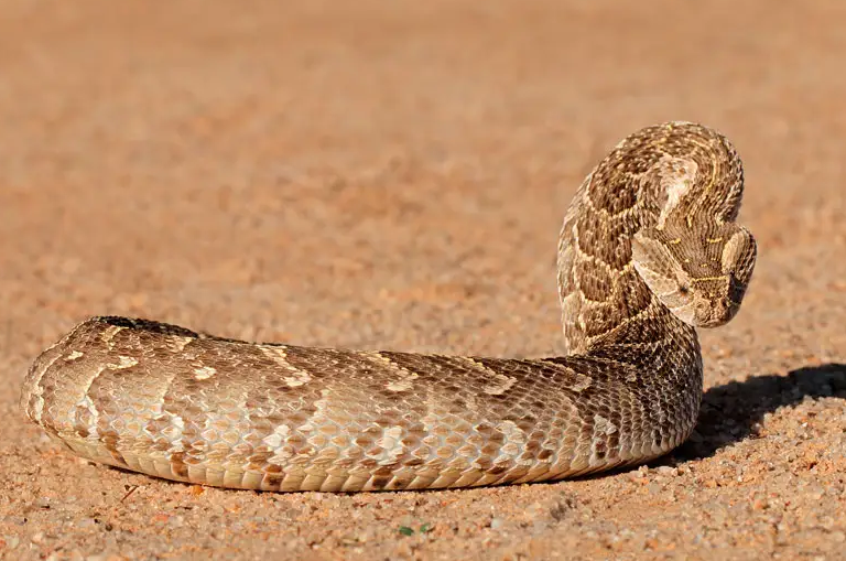 花纹越复杂毒性越大蝰蛇管好你自己
