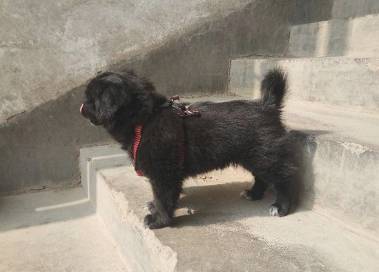 街头碰到只流浪狗,把它带大街上后殊不知那么乖,女生:这下捡到宝了 街头碰到只流浪狗,把它带大街上后殊不知那么乖,女生:这下捡到宝了