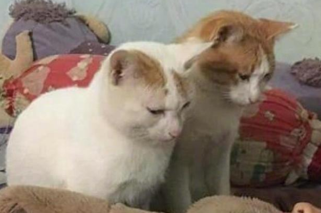 女子熬夜忘了喂猫，睁开眼就想继续装睡：真不是故意的！