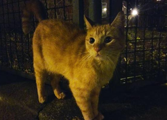 瘸腿橘猫上门求收养，吃相让人心疼，被救半个月后胖到压手
