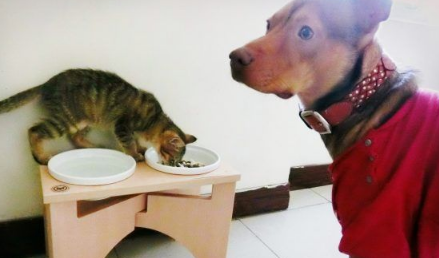 温暖!治愈犬和爱人猫的大家庭 有故事的一狗三猫 温暖!治愈犬和爱人猫的大家庭 有故事的一狗三猫