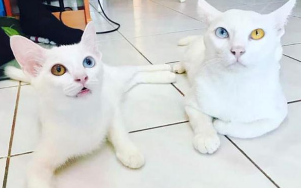 真的不是复制粘贴？那些长得一模一样的猫咪，真是傻傻分不清楚！